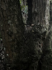 Sapium stylare, photograph (c) Nicolás Baresch Uribe, some rights reserved (CC BY)