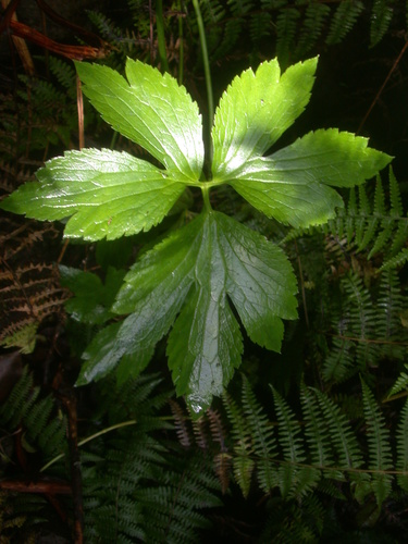 Ranunculus mauiensis
