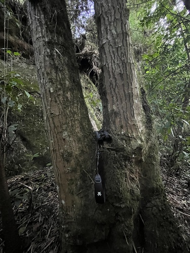 Sapium stylare, photograph 6