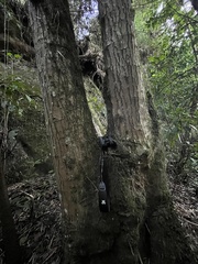 Sapium stylare, photograph (c) Nicolás Baresch Uribe, some rights reserved (CC BY)