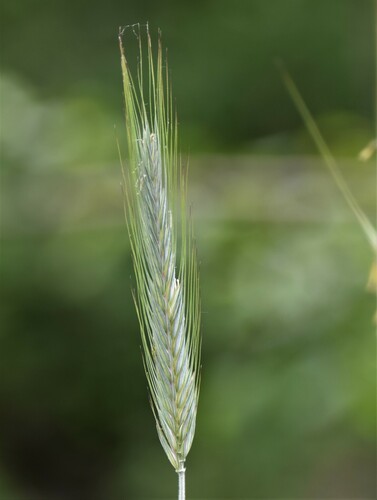 Hordeum brachyantherum iNat (1)