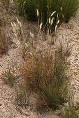 Pentameris curvifolia