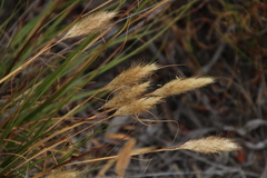 Pentameris curvifolia