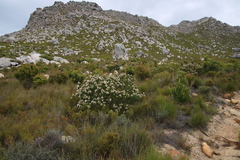Leucospermum bolusii