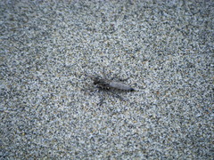 Lasiopogon actius
