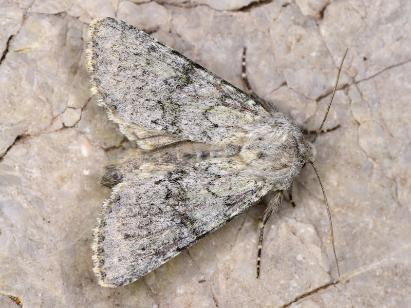 Apamea platinea
