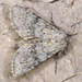 Apamea platinea - Photo (c) Paolo Mazzei, some rights reserved (CC BY-NC), uploaded by Paolo Mazzei