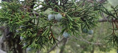 Juniperus durangensis