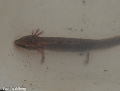 Necturus beyeri