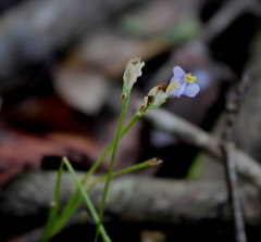 Burmannia biflora