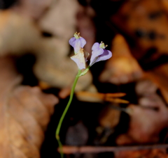 Burmannia biflora
