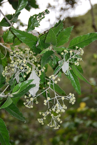 Remya kauaiensis observed 2012-04-26