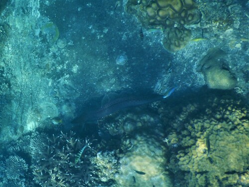Giant Moray Eel