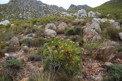 Leucadendron laureolum × microcephalum