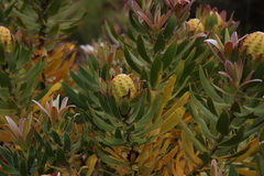 Leucadendron laureolum × microcephalum