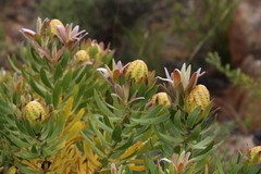 Leucadendron laureolum × microcephalum