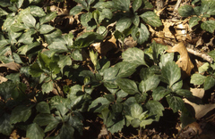 Pachysandra procumbens