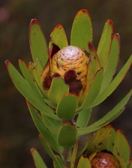 Leucadendron laureolum × microcephalum
