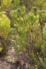 Leucadendron laureolum × microcephalum