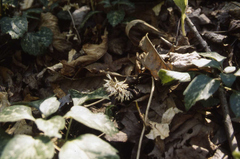 Pachysandra procumbens