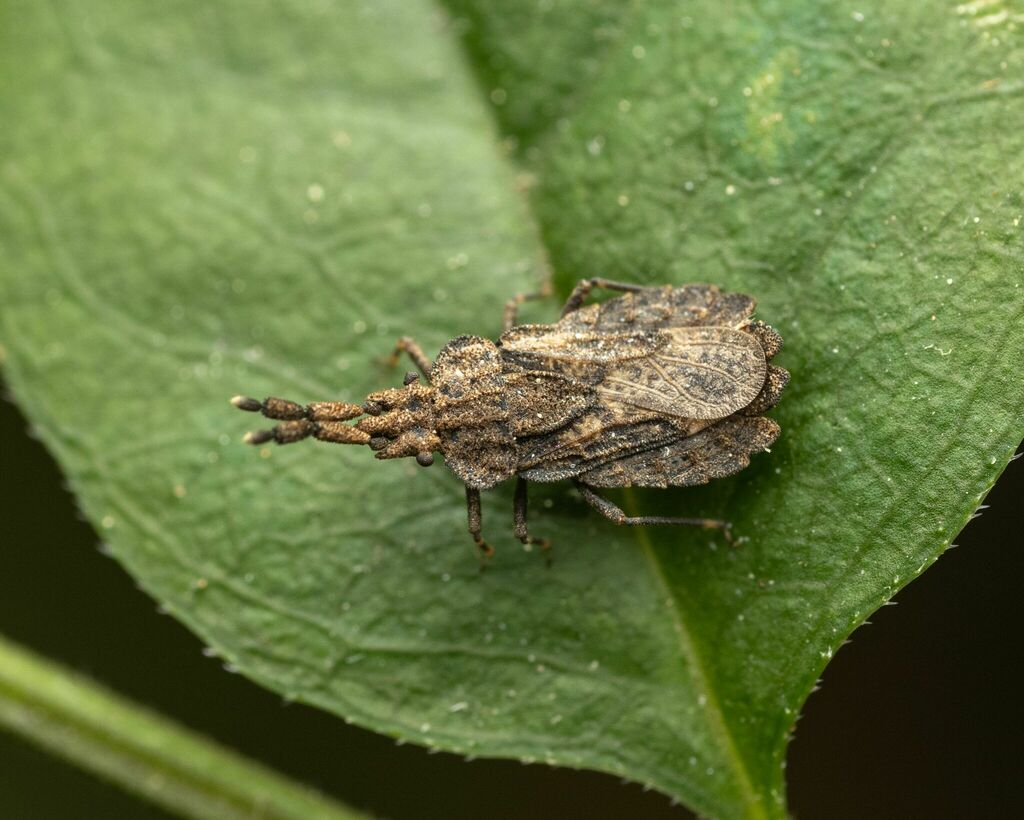 Aradus robustus