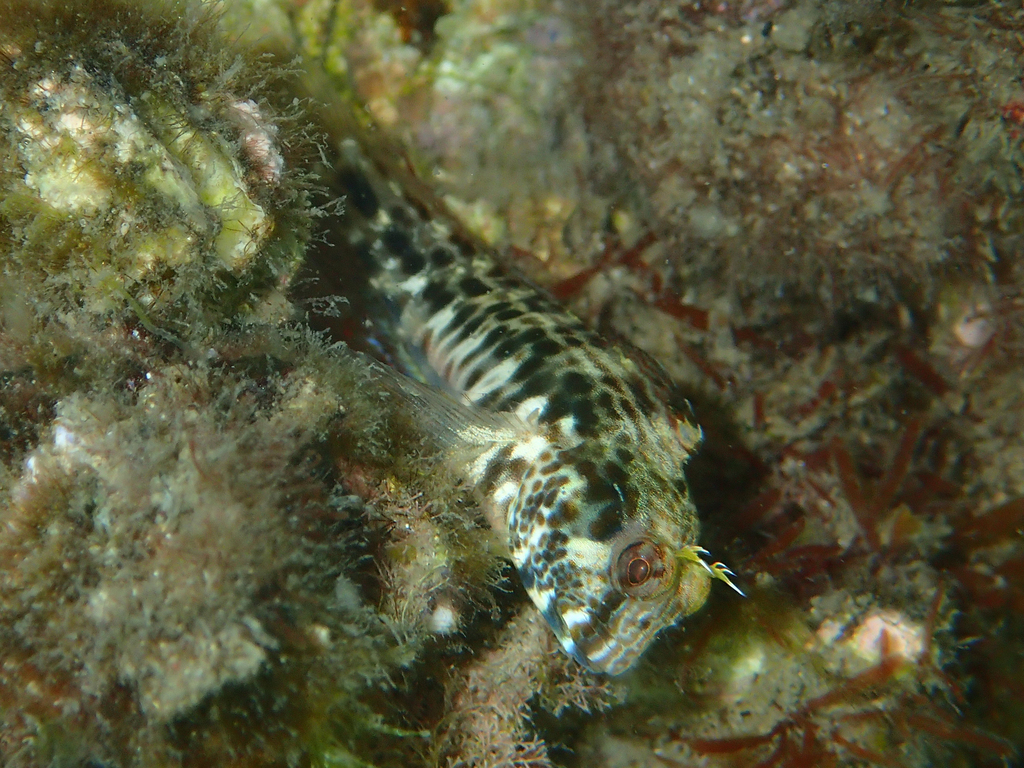 Horned Blenny