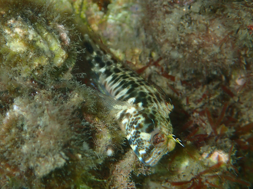 Parablennius intermedius