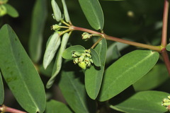 Euphorbia atoto