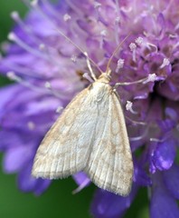 Udea lutealis