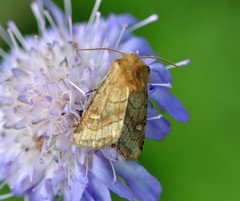 Eriopygodes imbecilla