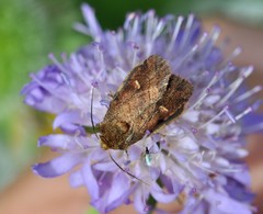 Eriopygodes imbecilla