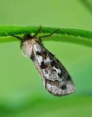 Korscheltellus fusconebulosa