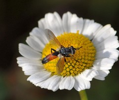Cylindromyia brassicaria