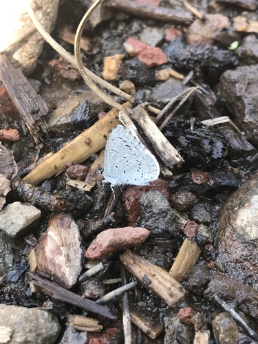 iNaturalist observation photo of Echo Azure