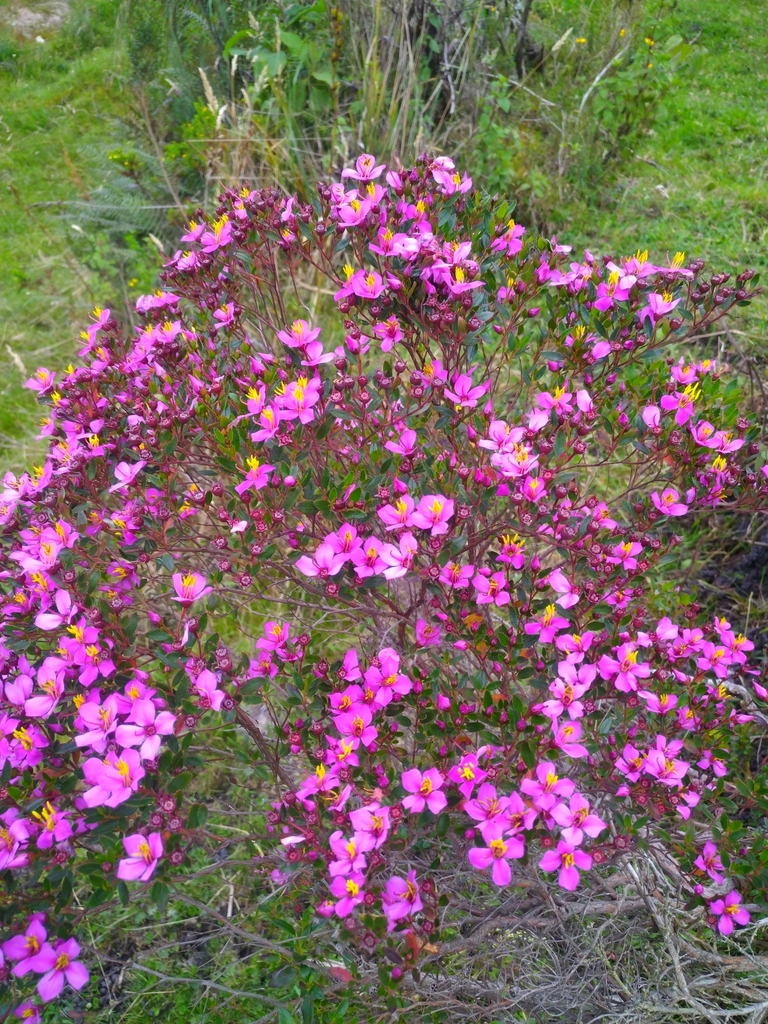 Bucquetia nigritella