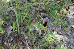 Calochortus purpureus