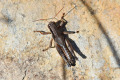 Melanoplus ouachita