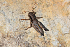 Melanoplus ouachita