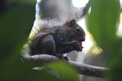 Sciurus deppei