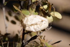 Borocera madagascariensis