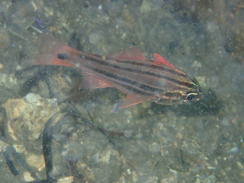 Ostorhinchus limenus