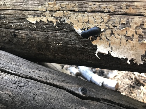 iNaturalist observation photo of Scotobaenus