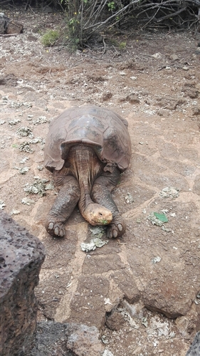 Española Giant Tortoise