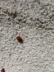 Coccinella septempunctata