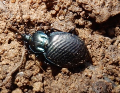 Sphaeroderus stenostomus