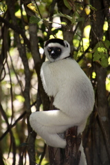 Propithecus verreauxi