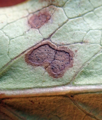 Pseudophaeophleospora