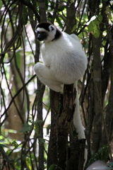 Propithecus verreauxi