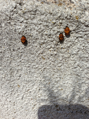 Coccinella septempunctata