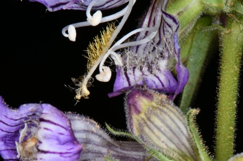 Image of Penstemon atwoodii by (c) Darrin Gobble, some rights reserved (CC BY)